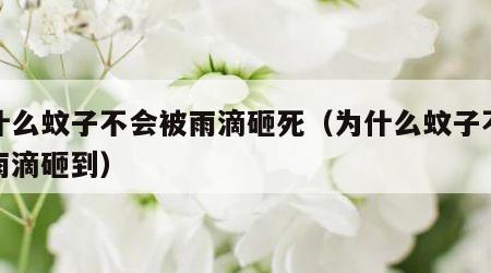 为什么蚊子不会被雨滴砸死（为什么蚊子不会被雨滴砸到）