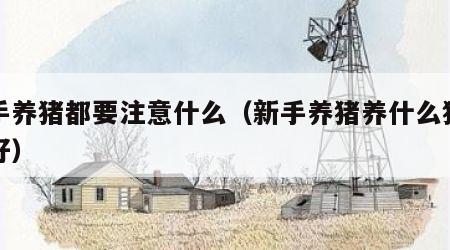 新手养猪都要注意什么（新手养猪养什么猪比较好）
