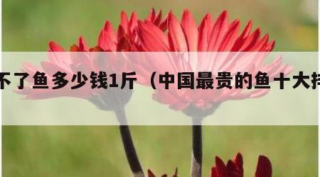 忘不了鱼多少钱1斤（中国最贵的鱼十大排名）