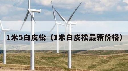 1米5白皮松（1米白皮松最新价格）