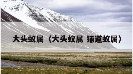 大头蚁属（大头蚁属 铺道蚁属）