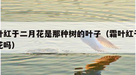 霜叶红于二月花是那种树的叶子（霜叶红于二月花吗）