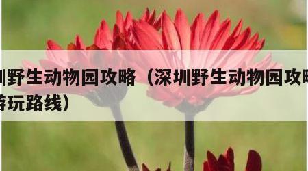 深圳野生动物园攻略（深圳野生动物园攻略旅游游玩路线）