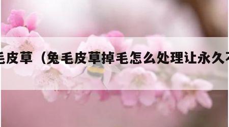 兔毛皮草（兔毛皮草掉毛怎么处理让永久不掉）