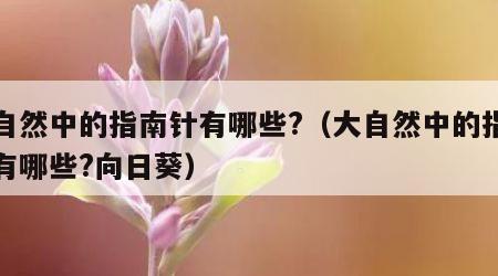 大自然中的指南针有哪些?（大自然中的指南针有哪些?向日葵）