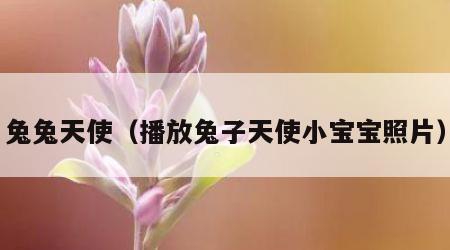 兔兔天使（播放兔子天使小宝宝照片）