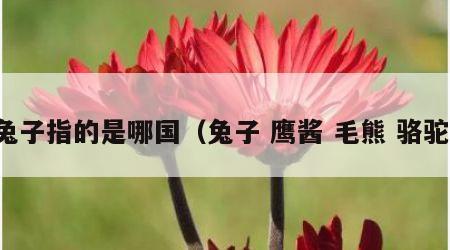 兔子指的是哪国（兔子 鹰酱 毛熊 骆驼）