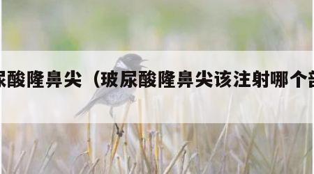 玻尿酸隆鼻尖（玻尿酸隆鼻尖该注射哪个部位）