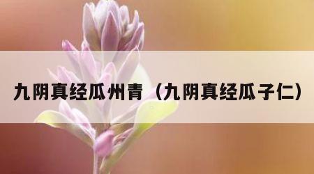 九阴真经瓜州青（九阴真经瓜子仁）