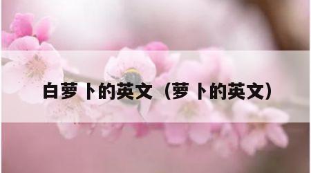 白萝卜的英文（萝卜的英文）