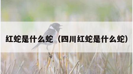 红蛇是什么蛇（四川红蛇是什么蛇）