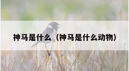 神马是什么（神马是什么动物）