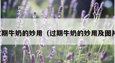 过期牛奶的妙用（过期牛奶的妙用及图片）