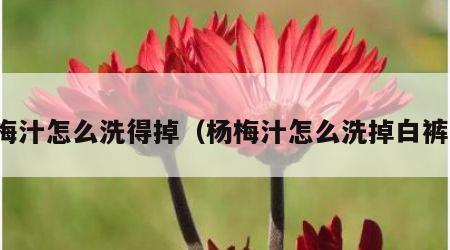 杨梅汁怎么洗得掉（杨梅汁怎么洗掉白裤子）