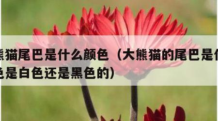 大熊猫尾巴是什么颜色（大熊猫的尾巴是什么颜色是白色还是黑色的）