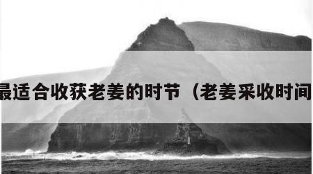 最适合收获老姜的时节（老姜采收时间）