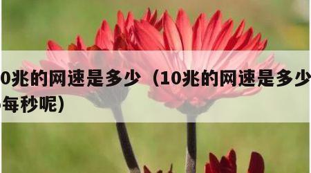 10兆的网速是多少（10兆的网速是多少kb每秒呢）