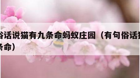 有俗话说猫有九条命蚂蚁庄园（有句俗话猫有九条命）