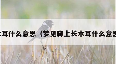 木耳什么意思（梦见脚上长木耳什么意思）