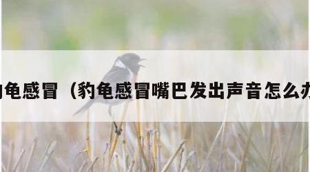 豹龟感冒（豹龟感冒嘴巴发出声音怎么办）