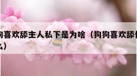 狗狗喜欢舔主人私下是为啥（狗狗喜欢舔你为什么）