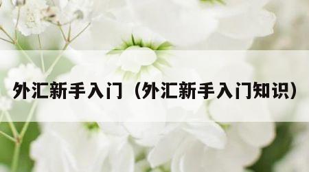 外汇新手入门（外汇新手入门知识）