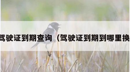 驾驶证到期查询（驾驶证到期到哪里换）