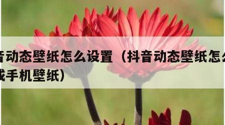 抖音动态壁纸怎么设置（抖音动态壁纸怎么设置成手机壁纸）