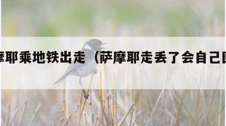 萨摩耶乘地铁出走（萨摩耶走丢了会自己回来吗）