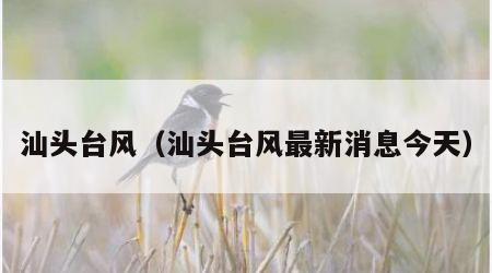 汕头台风（汕头台风最新消息今天）