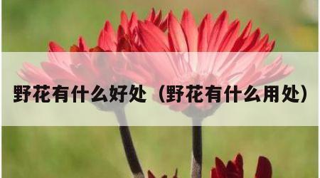 野花有什么好处（野花有什么用处）