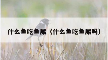 什么鱼吃鱼屎（什么鱼吃鱼屎吗）