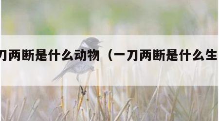 一刀两断是什么动物（一刀两断是什么生肖?）