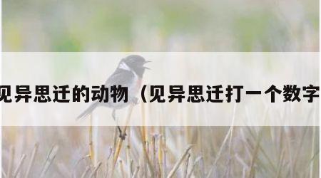 见异思迁的动物（见异思迁打一个数字）