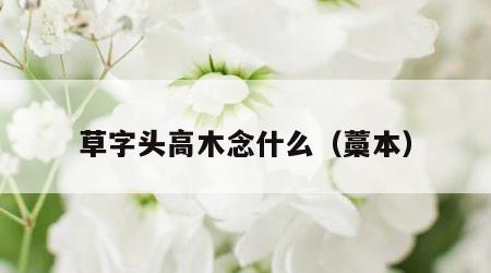 草字头高木念什么（藁本）
