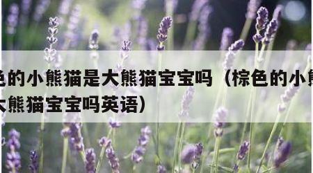 棕色的小熊猫是大熊猫宝宝吗（棕色的小熊猫是大熊猫宝宝吗英语）