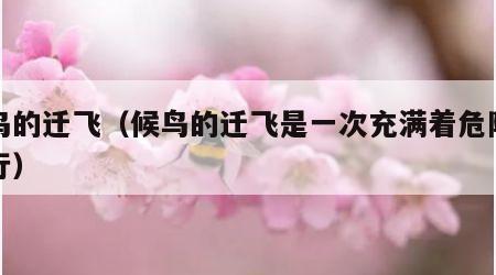 候鸟的迁飞（候鸟的迁飞是一次充满着危险的旅行）