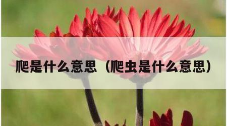 爬是什么意思（爬虫是什么意思）