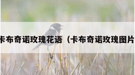 卡布奇诺玫瑰花语（卡布奇诺玫瑰图片）