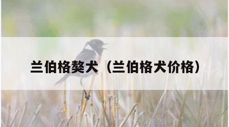 兰伯格獒犬（兰伯格犬价格）