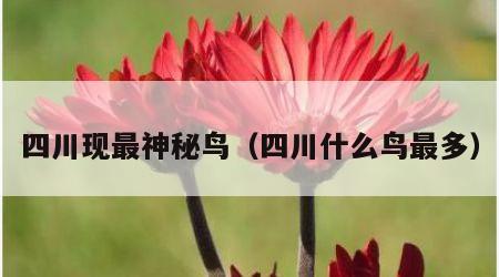 四川现最神秘鸟（四川什么鸟最多）