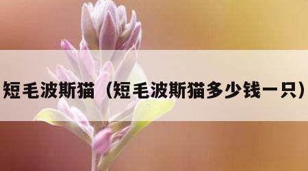短毛波斯猫（短毛波斯猫多少钱一只）