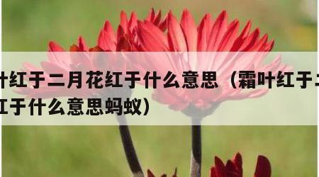 霜叶红于二月花红于什么意思（霜叶红于二月花红于什么意思蚂蚁）