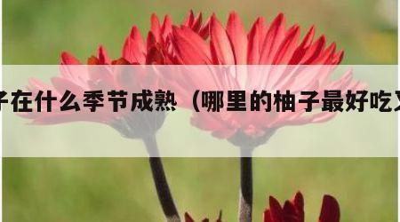 柚子在什么季节成熟（哪里的柚子最好吃又出名）