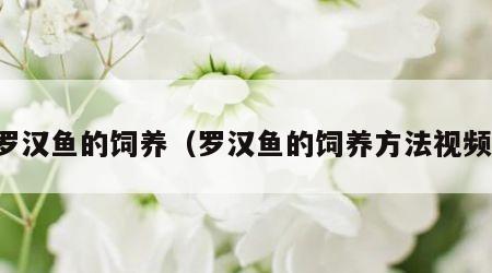 罗汉鱼的饲养（罗汉鱼的饲养方法视频）