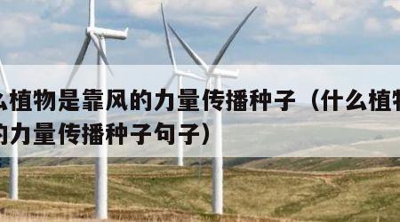 什么植物是靠风的力量传播种子（什么植物靠风的力量传播种子句子）