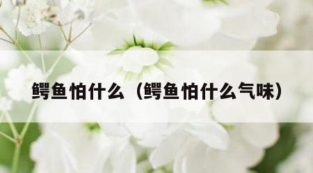 鳄鱼怕什么（鳄鱼怕什么气味）