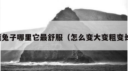 摸兔子哪里它最舒服（怎么变大变粗变长）