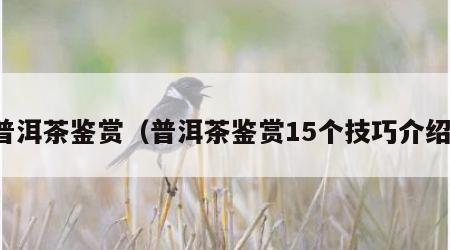 普洱茶鉴赏（普洱茶鉴赏15个技巧介绍）