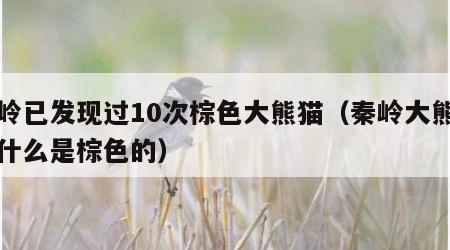 秦岭已发现过10次棕色大熊猫（秦岭大熊猫为什么是棕色的）